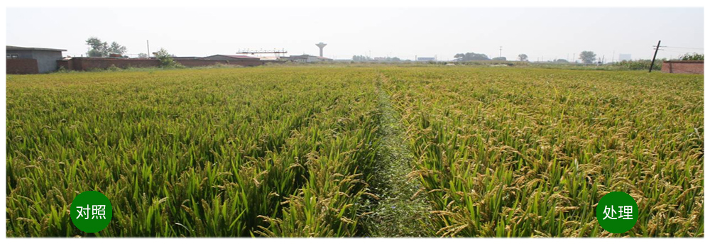 bsport平台解硅菌剂助力水稻提质增收