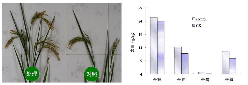 bsport平台解硅菌剂助力水稻提质增收
